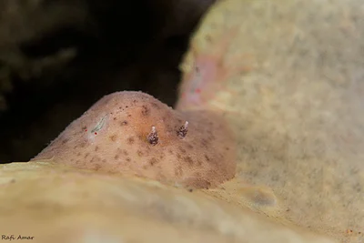 Jorunna pantherina
