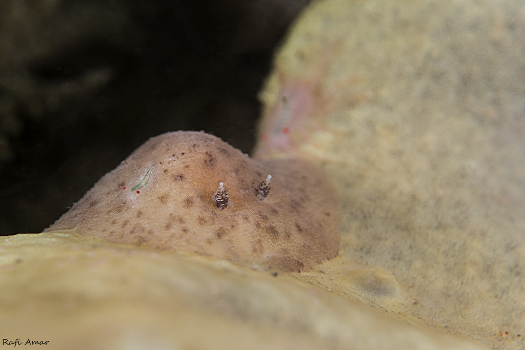 Jorunna pantherina