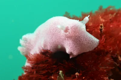 Nudibranch - Jorunna pantherina (5)