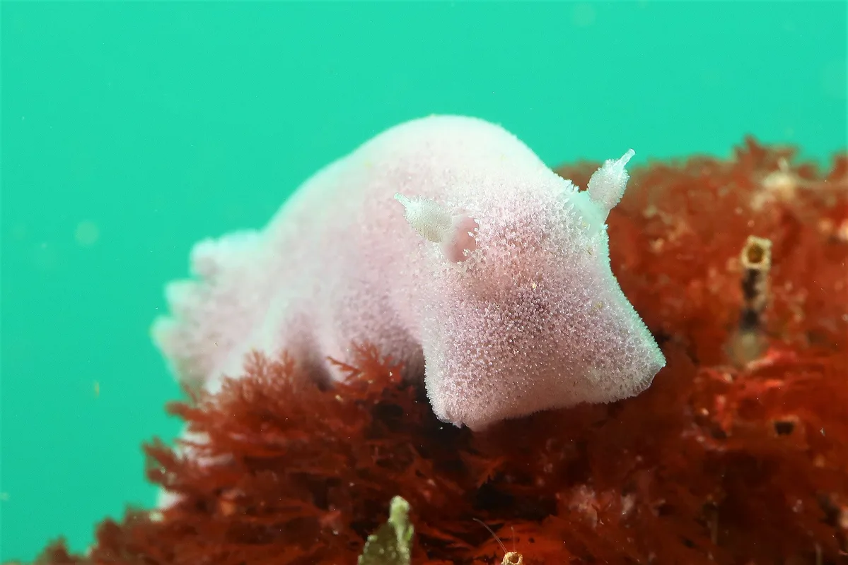 Nudibranch - Jorunna pantherina (3)