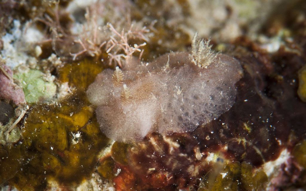 Unidentified Micro Nudibranch -  Maeda point okinawa