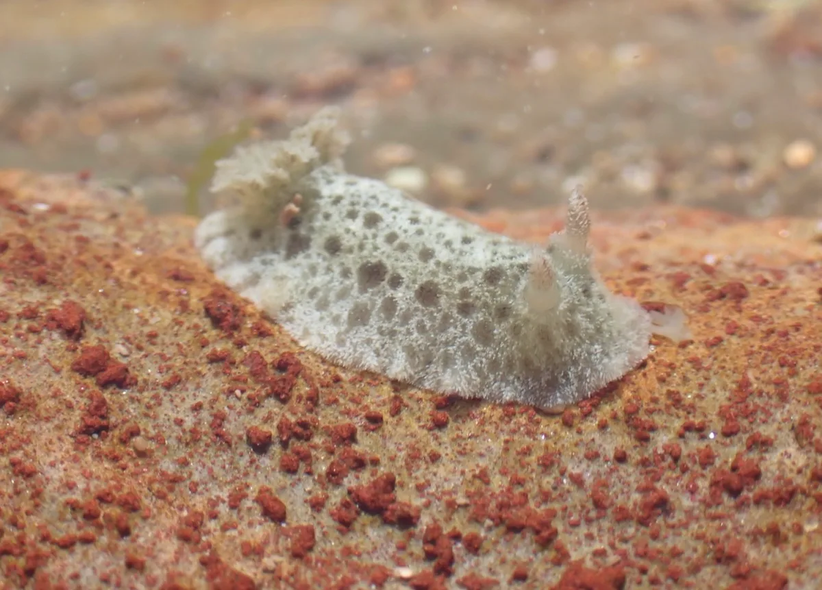Jorunna pantherina - North Narrabeen, NSW, AU