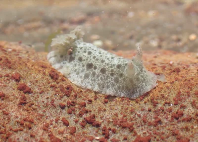 Jorunna pantherina - North Narrabeen, NSW, AU