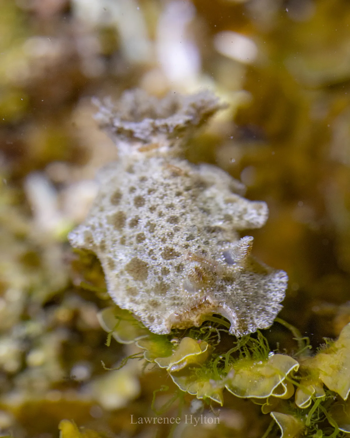 Jorunna pantherina - New South Wales, AU