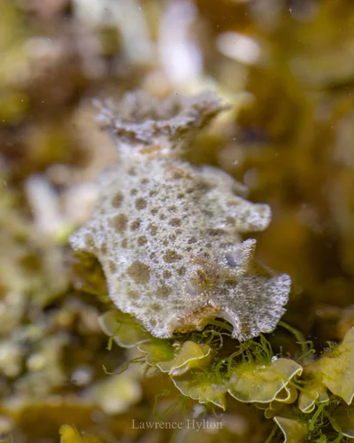 Jorunna pantherina - New South Wales, AU
