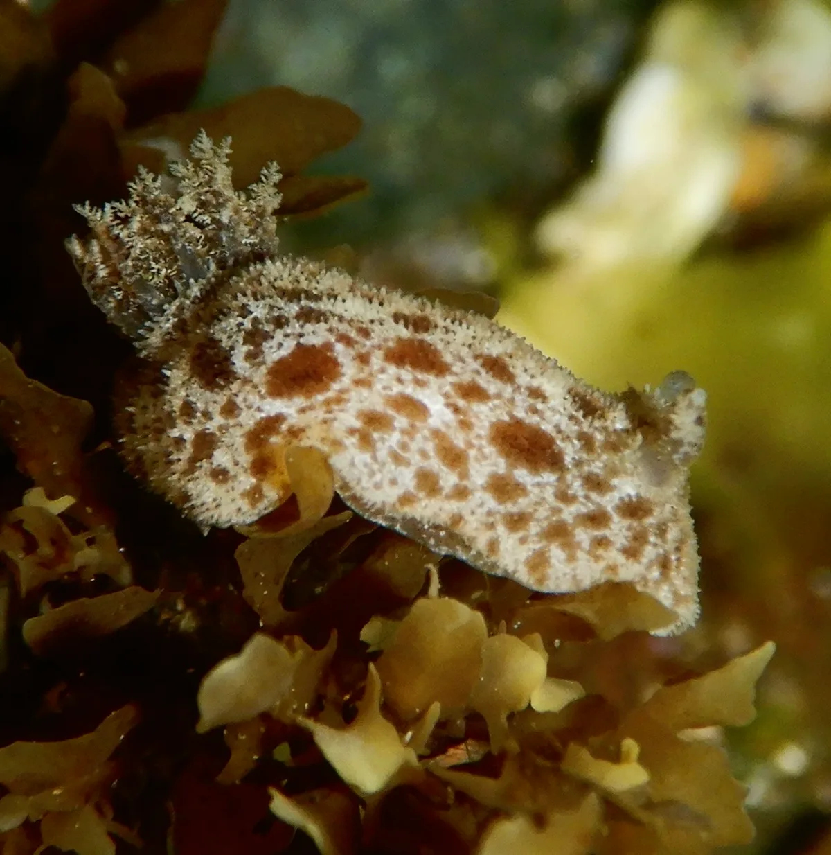 Jorunna pantherina - Tasman Sea, Emerald Beach, NSW, AU