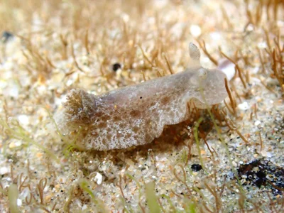 Jorunna pantherina - Sandy Beach, Sandy Beach, NSW, AU