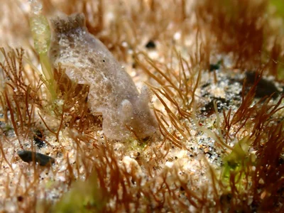 Jorunna pantherina - Sandy Beach, Sandy Beach, NSW, AU