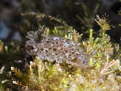 Jorunna pantherina - South Pacific Ocean, Merewether, NSW, AU