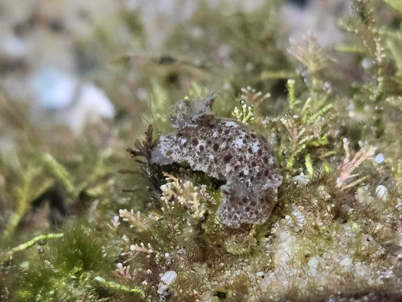 Jorunna pantherina - South Pacific Ocean, Merewether, NSW, AU