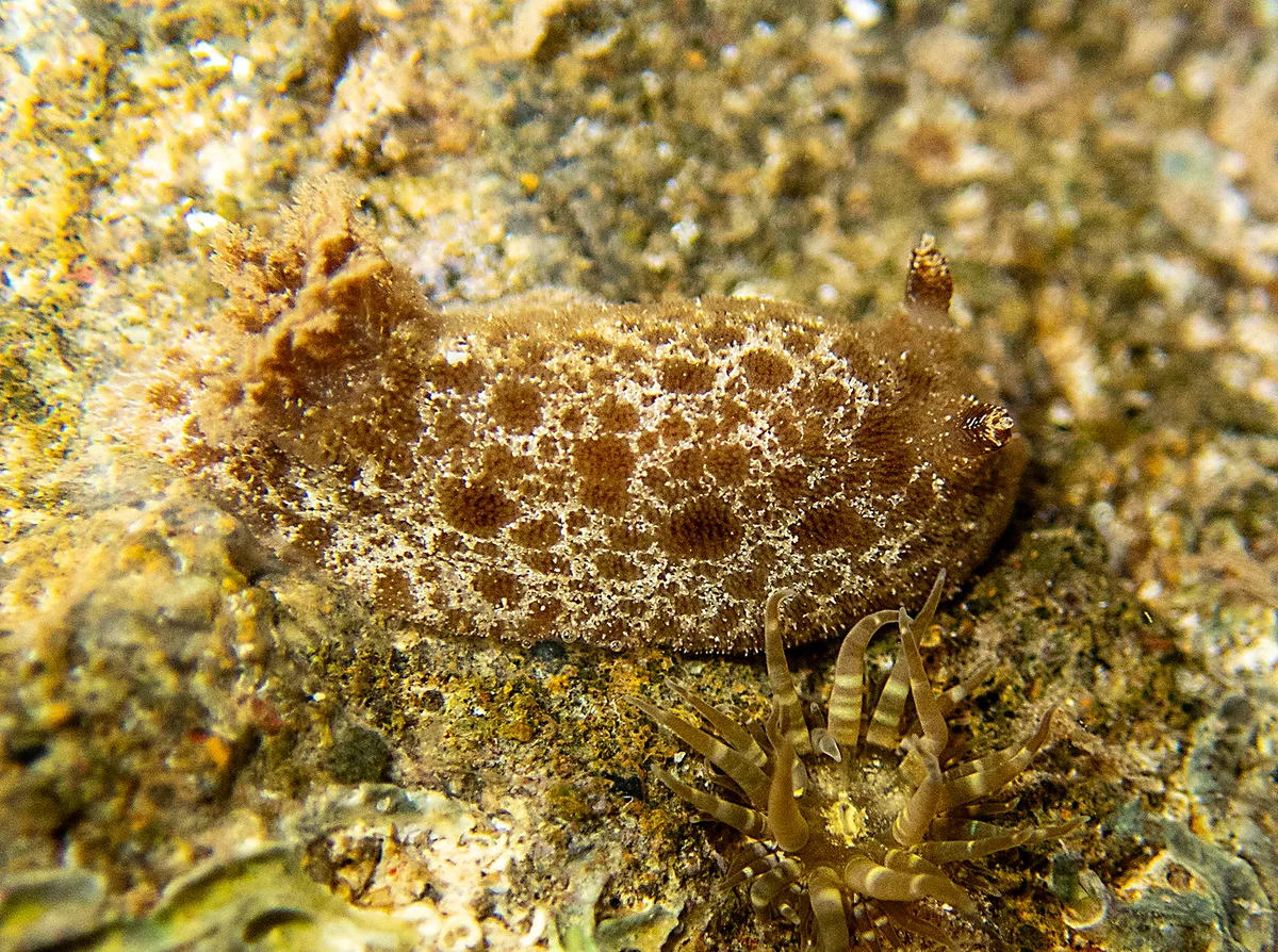 Jorunna pantherina - Lord Howe Island, New South Wales, Australia
