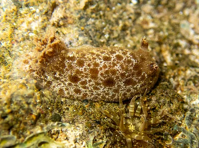 Jorunna pantherina - Lord Howe Island, New South Wales, Australia
