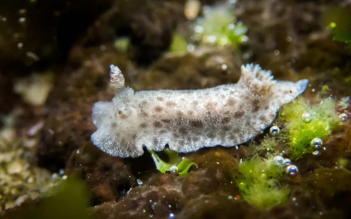 Jorunna pantherina - Clovelly NSW 2031, Australia