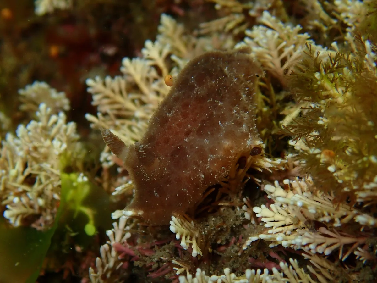 Jorunna pantherina - Bega Valley, AU-NS, AU