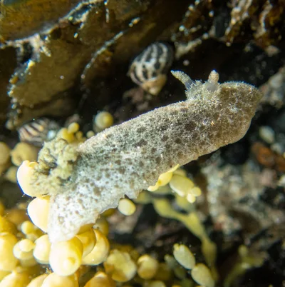 Jorunna pantherina - Aragunnu NSW 2550, Australia