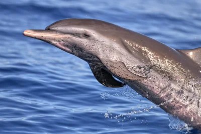 Pantropical Spotted Dolphin