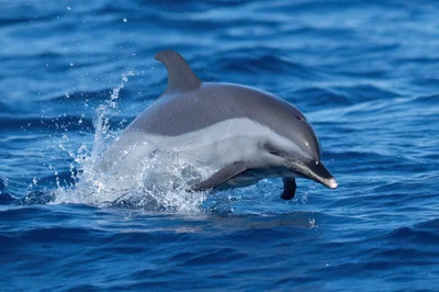 Pantropical Spotted Dolphin (Stenella attenuata)