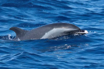 Pantropical Spotted Dolphin (Stenella attenuata)
