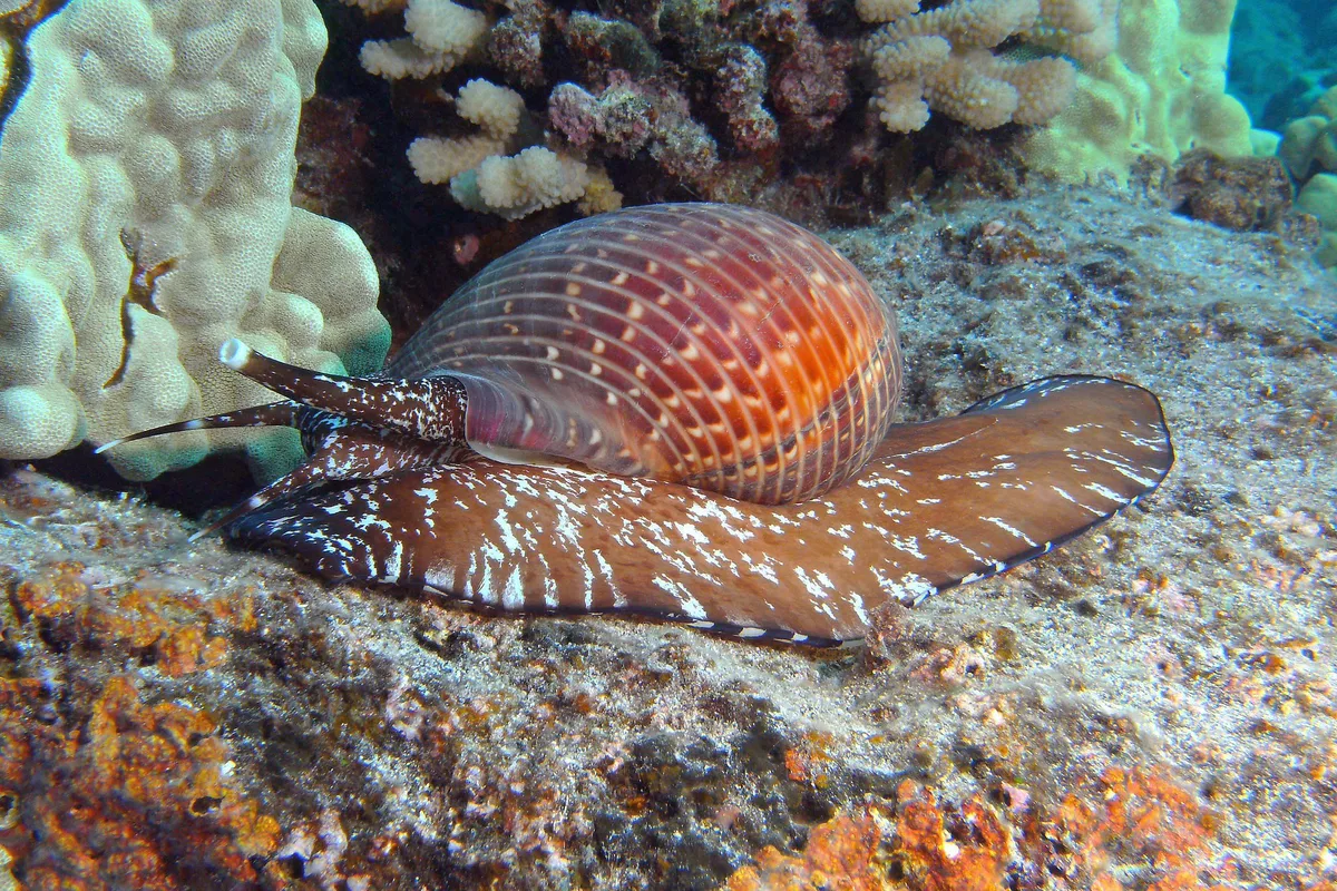 shell on the move