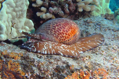 shell on the move