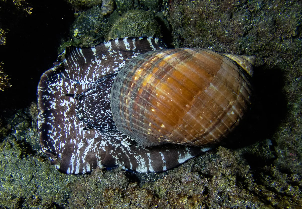 Tonna perdix (really big specimen)