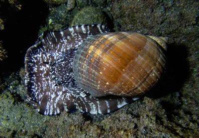 Tonna perdix (really big specimen)