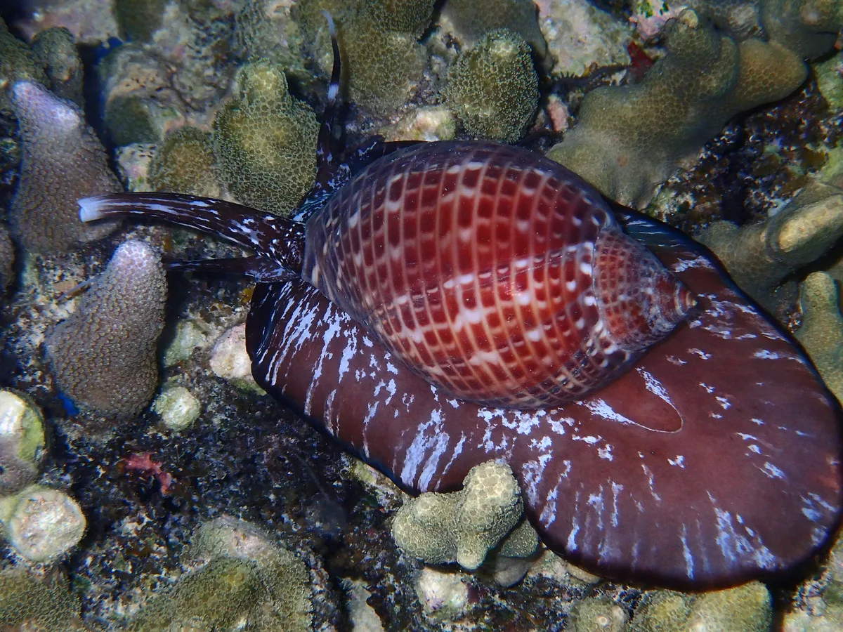 P7173065