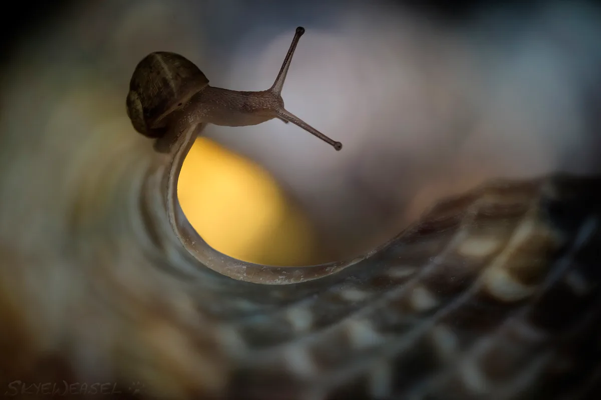 On the Threshold of a Dream