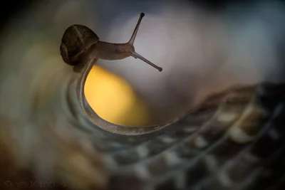On the Threshold of a Dream