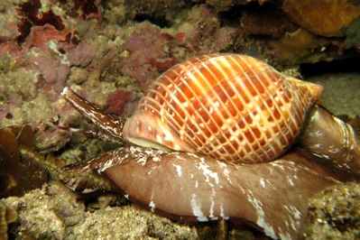 Tonna perdix (Grand Bois)