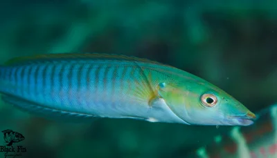 Pastel ringwrasse (Hologymnosus doliatus)
