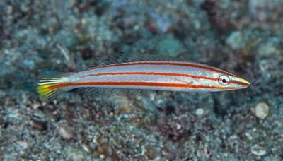 Pastel ring wrasse, juvenile - Hologymnosus doliatus