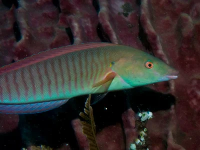 Hologymnosus doliatus
