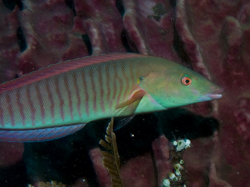 Hologymnosus doliatus