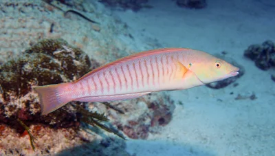 P5050128-ringwrasse-hologymnosus-doliatus-female