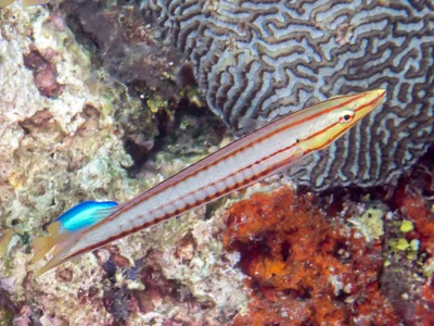 Pastel ring wrasse (Hologymnosus doliatus)