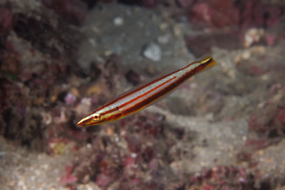 Hologymnosus doliatus (?)