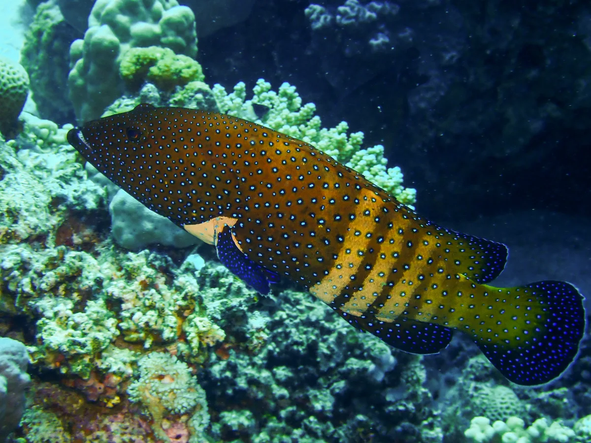 Peacock grouper