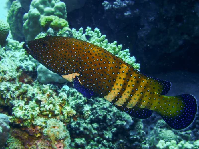 Peacock grouper