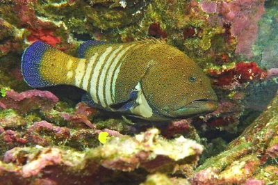 grouper
