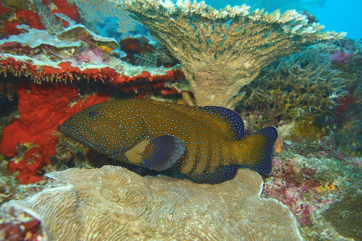 Cephalopholis argus