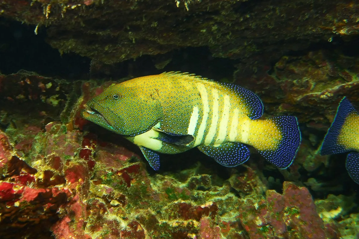solid fish