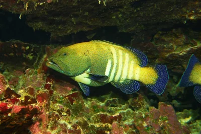solid fish