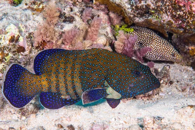Peacock Grouper with Whitemouth Moray - Cephalopholis argus and Gymnothorax meleagris