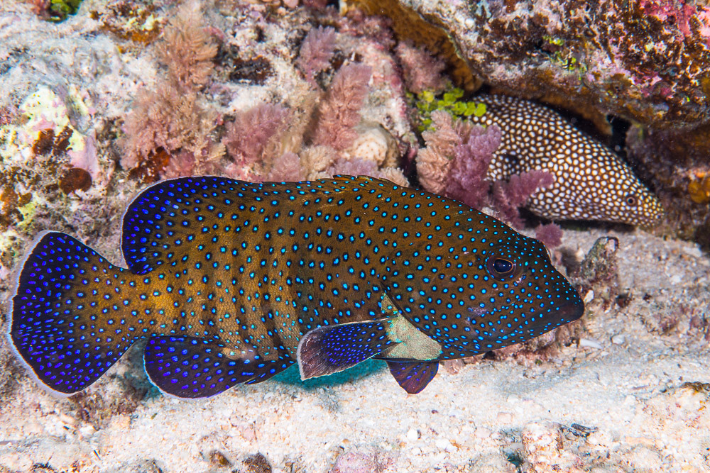 Peacock Grouper with Whitemouth Moray - Cephalopholis argus and Gymnothorax meleagris
