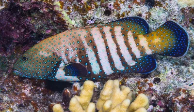 Peacock Grouper in clear livery - Cephalopholis argus