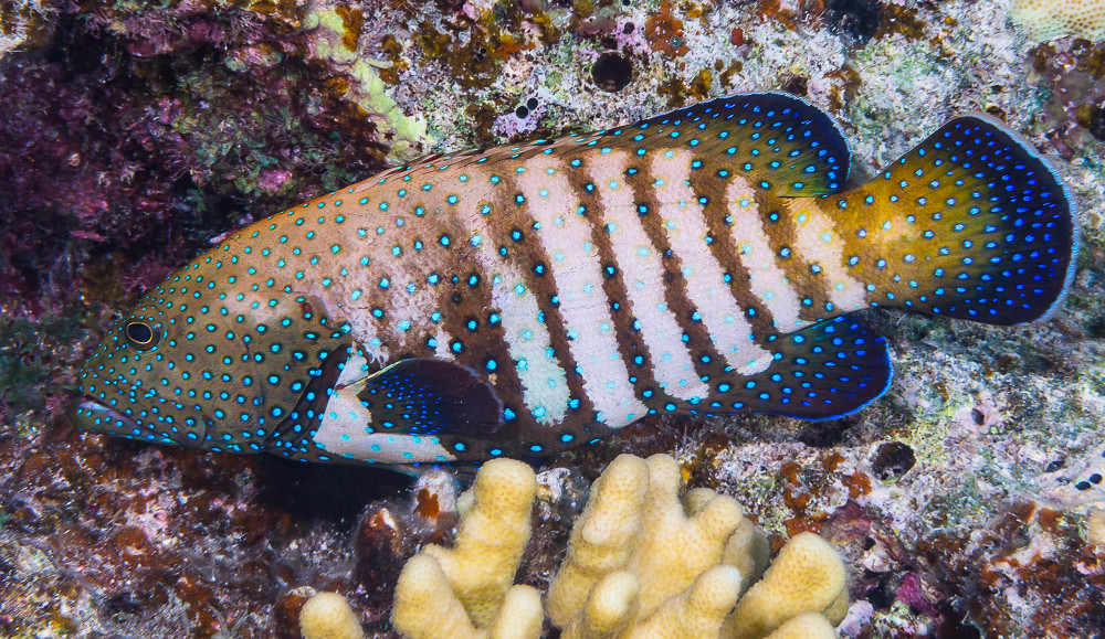 Peacock Grouper in clear livery - Cephalopholis argus
