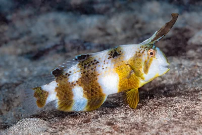 Peacock razorfish, subadult - Iniistius pavo
