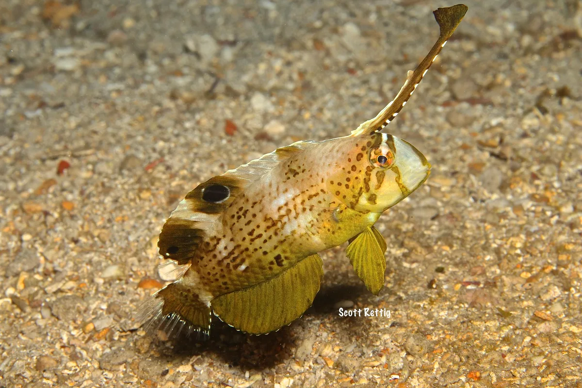 Peacock Razorfish (Iniistius pavo) Juvenile