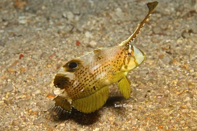 Peacock Razorfish (Iniistius pavo) Juvenile